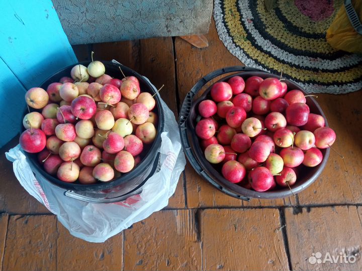 Продам яблочки