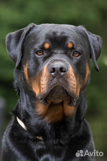 Выгульщик собак