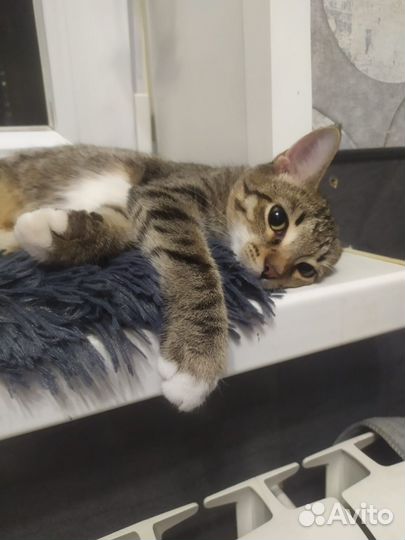 Котенок Марфа