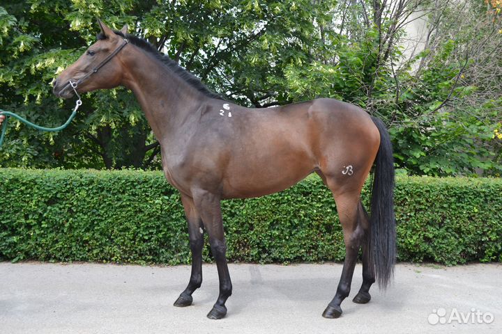 Кобыла Буденновской породы