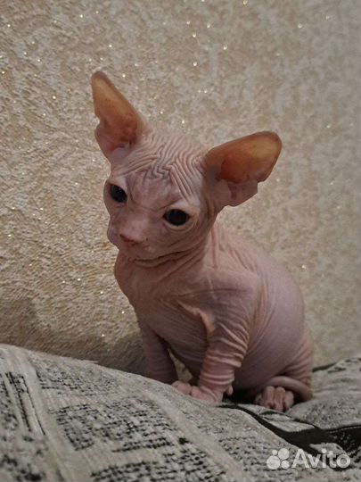 Котёнок Канадский сфинкс