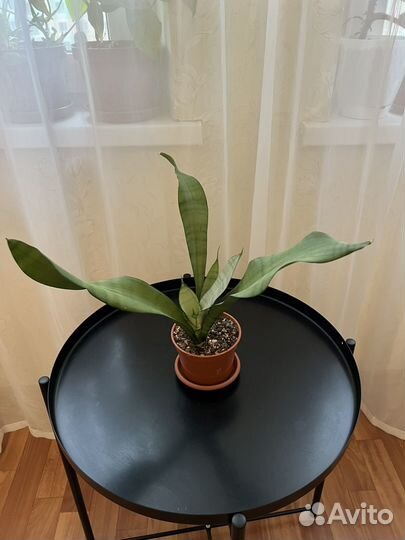 Сансевиерия муншайн