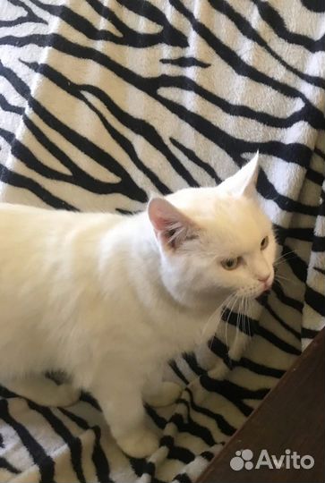 Молодая стерилизованная кошечка