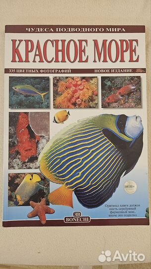 Красное море