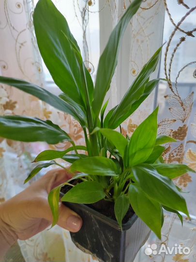 Комнатные цветы