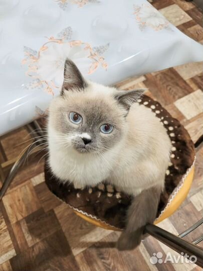 Кошечка ищет самые лучшие ручки