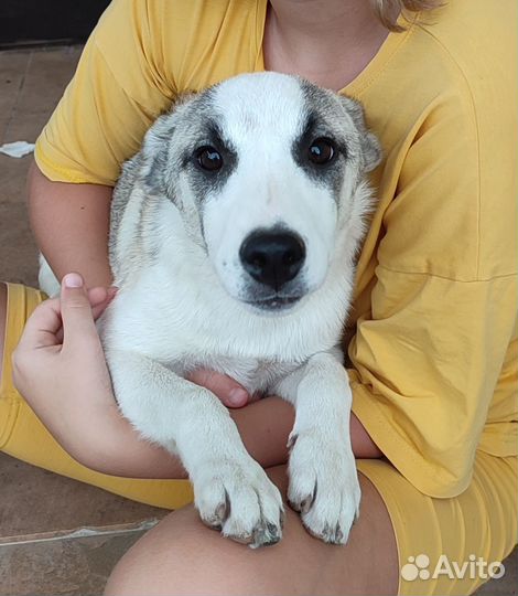 Щенок девочка в добрые руки с будкой