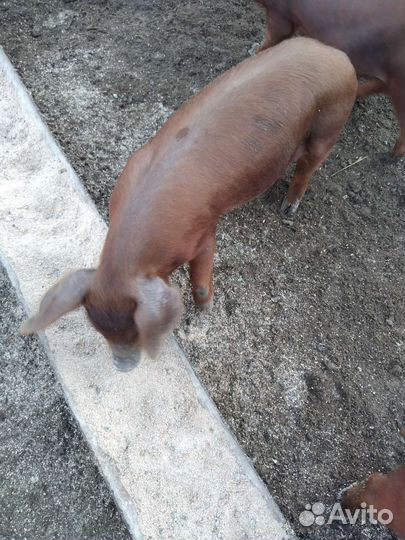 Продаются поросята породы дюрок. Возраст 50 дней