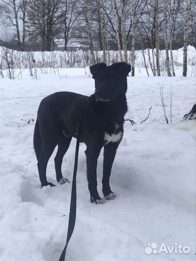 Скромный Перчик ждёт хотя бы погулять