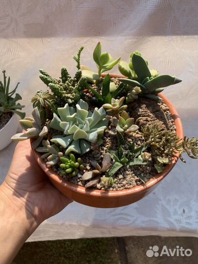 Кактусы и суккуленты, флорариум