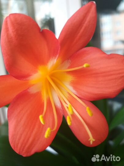 Кливия киноварная