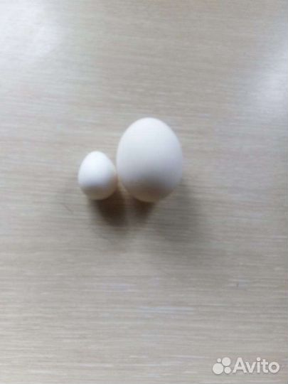 Виргинский перепел