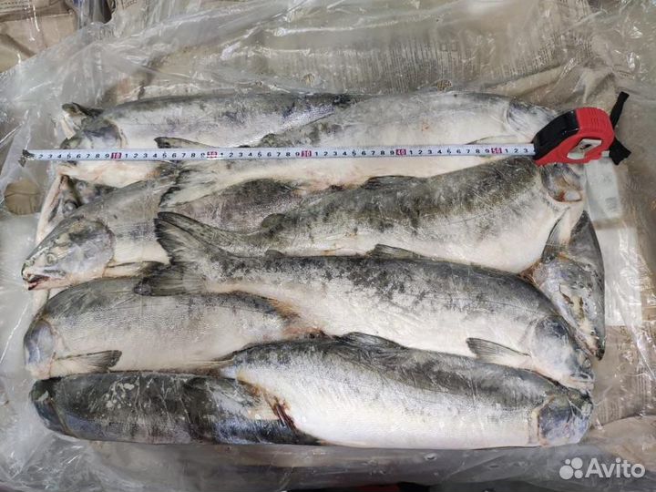 Свежемороженая горбуша