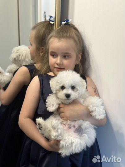 Щенки бишон фризе