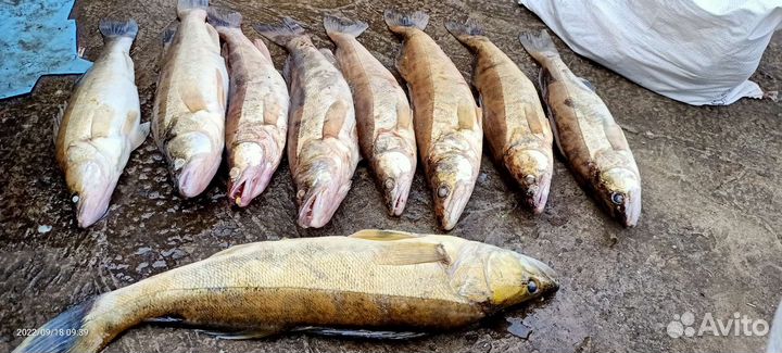 Свежая речная рыба Судак, Жерех, Лещ, Язь