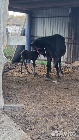 Кобыла с жеребенком