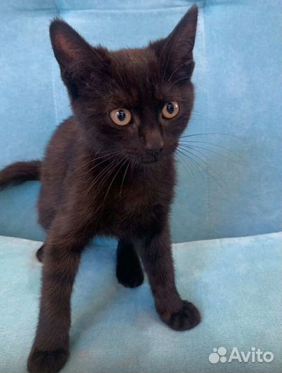 Черный котенок бесплатно