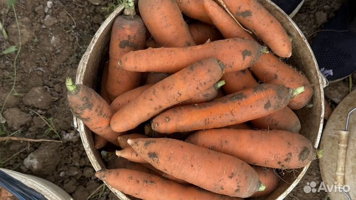 Морковь оптом