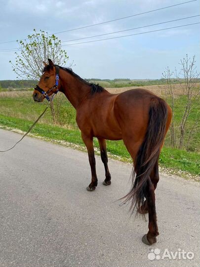 Лошадь тракененский жеребец