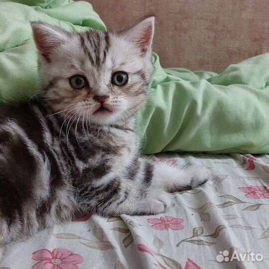 Шотландская кошка