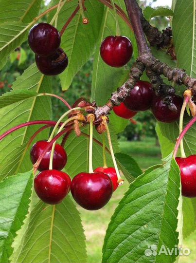 Саженцы Вишня ползучая