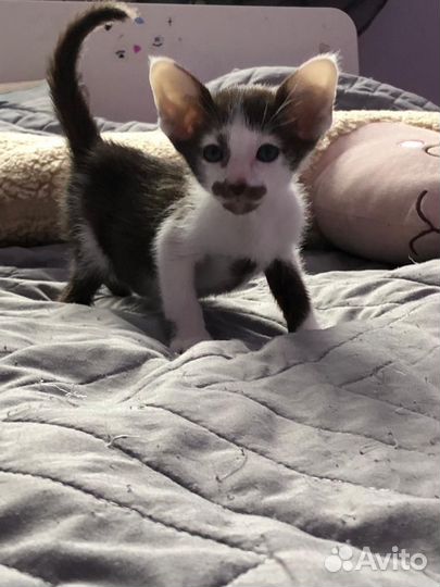 Ориентальные котята