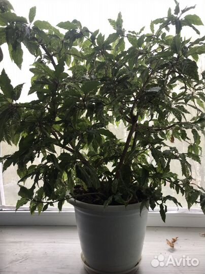 Гибискус китайская роза