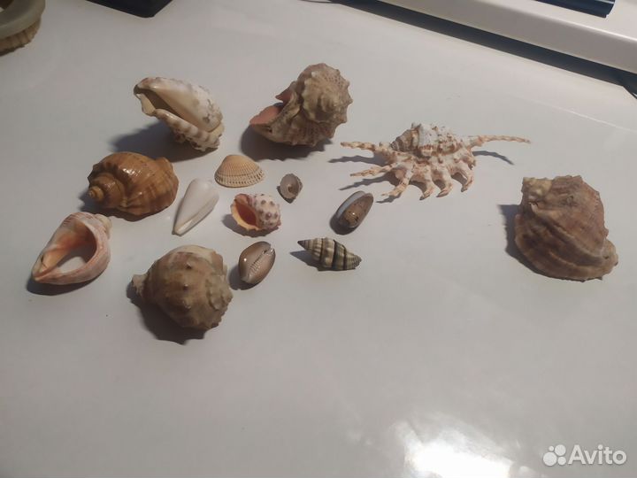 Ракушки морские