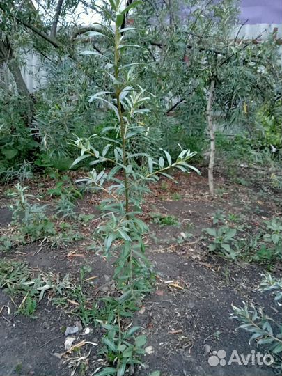 Саженцы облепихи