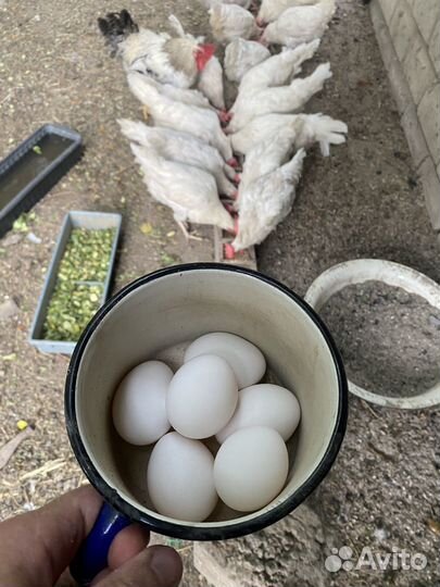 Куры несушки легорн