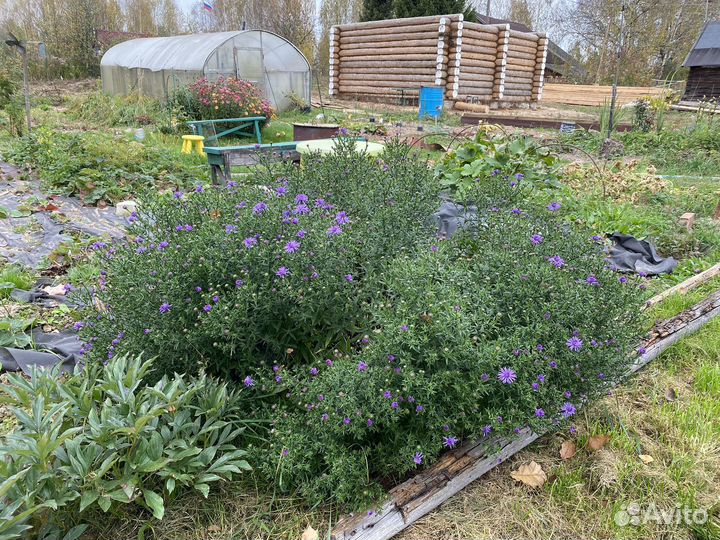 Цветы хризантемы ромашки