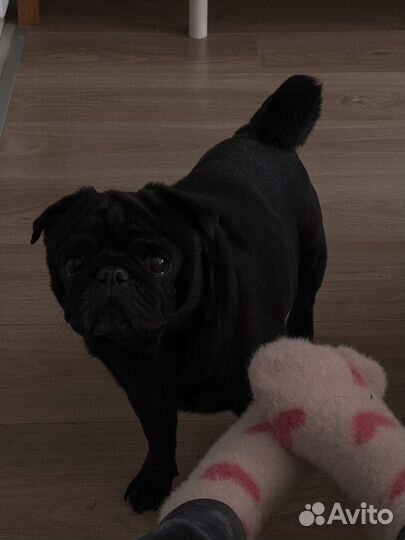 Мопс вязка мальчик
