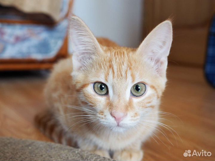 Рыжий котёнок в добрые руки