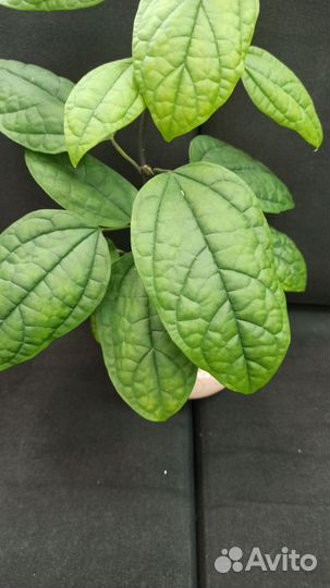 Абутилон,Хатиора, Клеродендрум