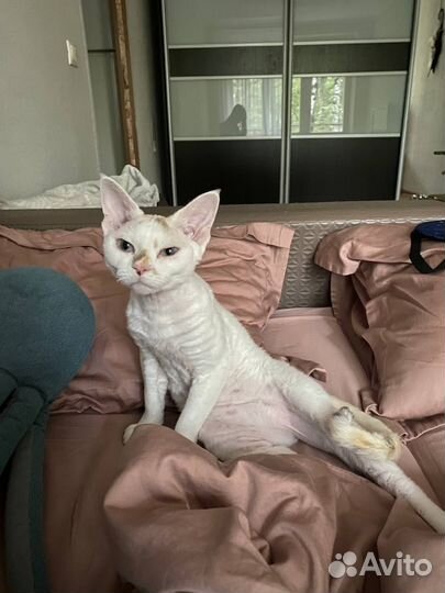 Девон-рекс кошка