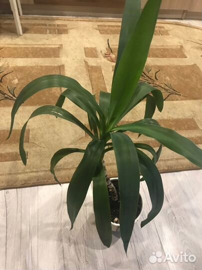 Пальма юкка