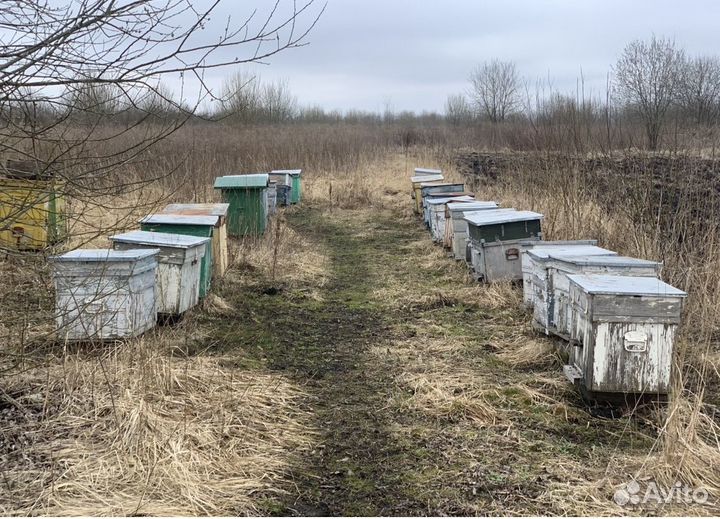 Пчелы и улья