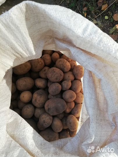 Мелкая картошка на корм скотине