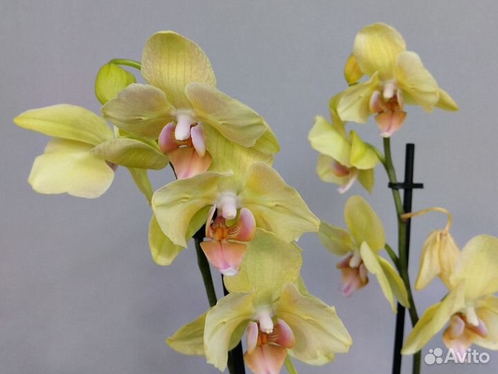 Орхидея фаленопсис бабочка