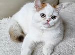 Шотланская полудлинношерстная кошка