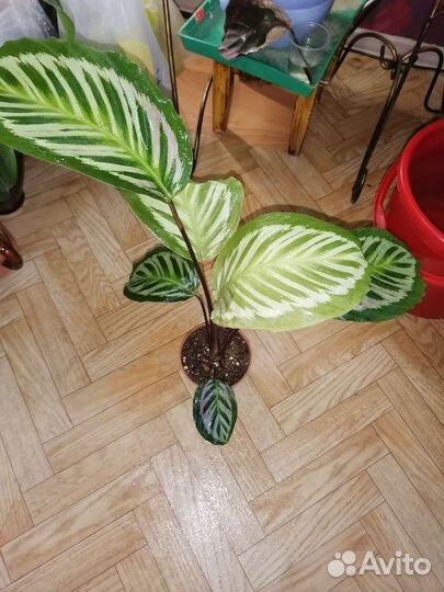 Калатея павлин