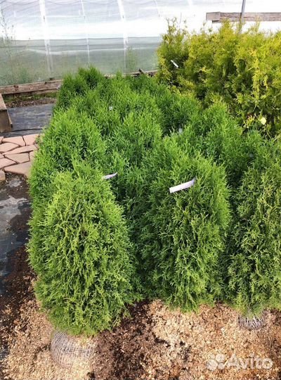 Туя Брабант 1,5 м