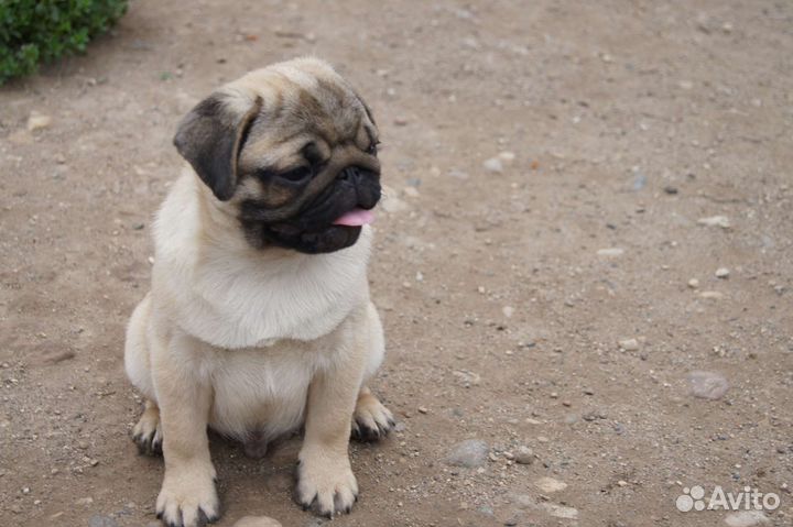 Щенки мопса мальчики