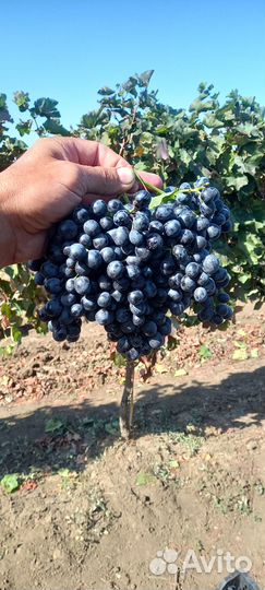 Виноград Саперави и Молдова