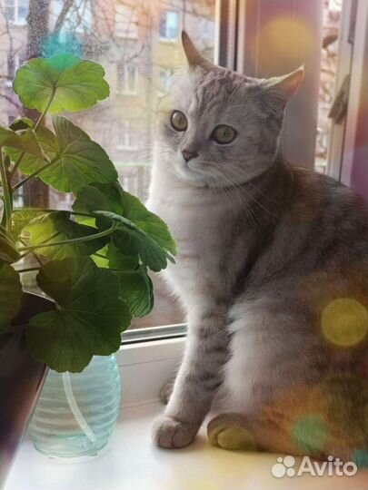 Кошка британка