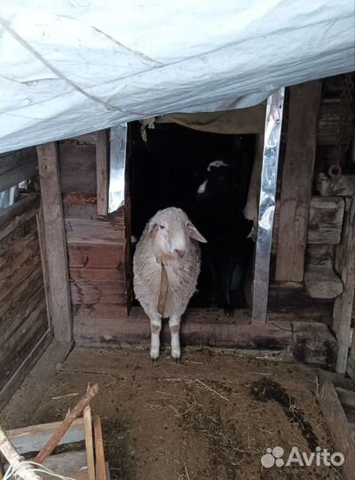 Курдючные бараны