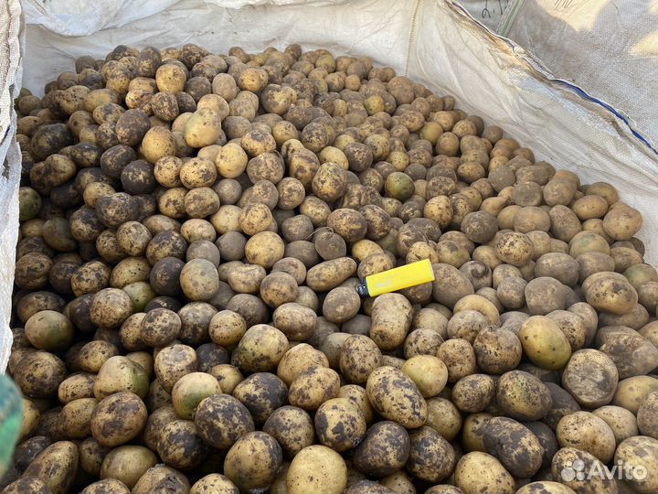 Картофель мелкий и некондиция крупная