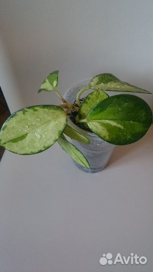 Хойя аустралис лиза