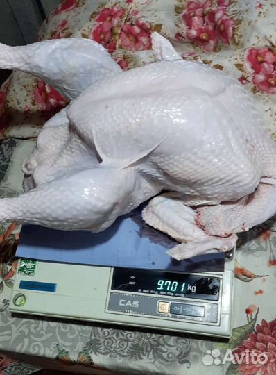 Мясо домашней индейки, кур бройлеров, утки