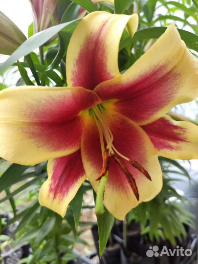 Лилии луковицы экстра класса